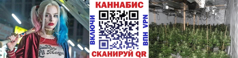 Шишки марихуана планчик Сальск